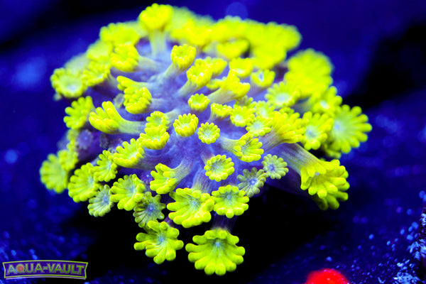 CV Grouch Mini Alveopora