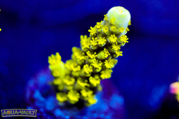 Bali Green Slimer  Acro