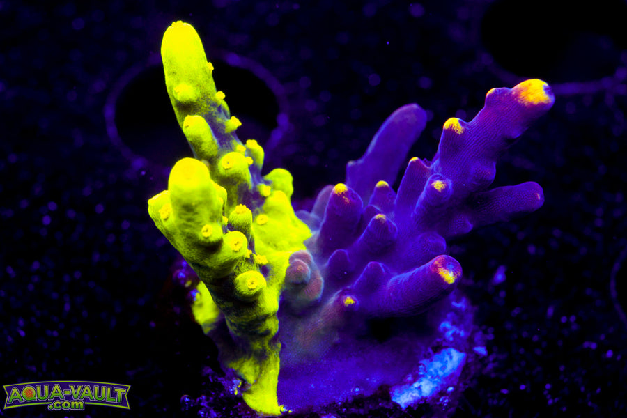 UW Fox Flame Splice Acro