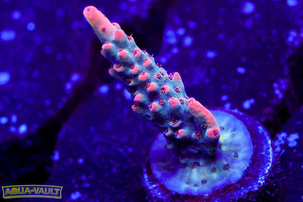 CB Maleficent Acro