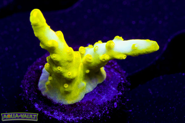 Banana Lokani Acro