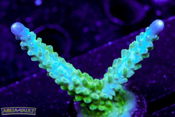 Tricolor Valida Acro