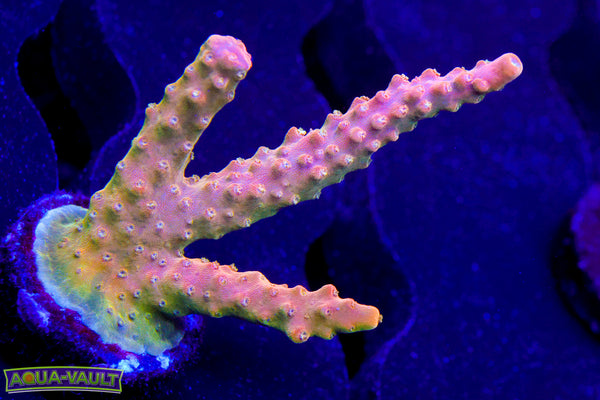 TGC Orange Creamcicle Acro