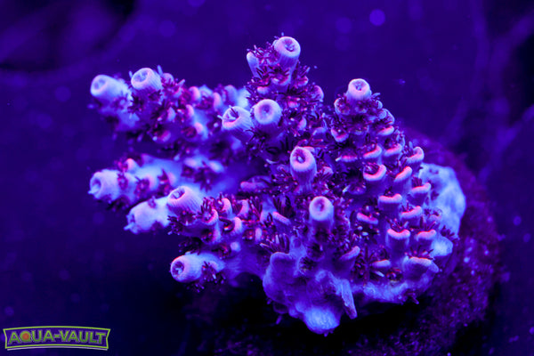 TSA Fruity Pebbles Acro