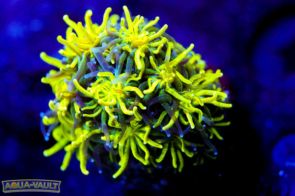 Neon Galaxea