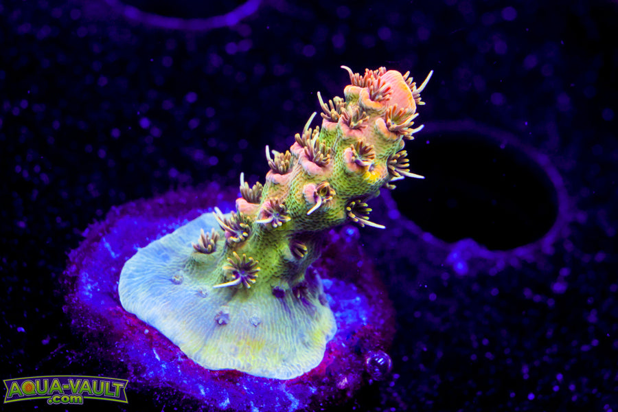 Raising Reef Prismatic Milli