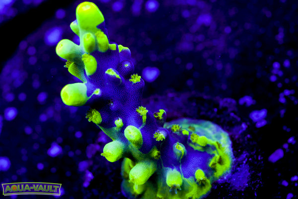 UW Oompa Loompa Splice Acro