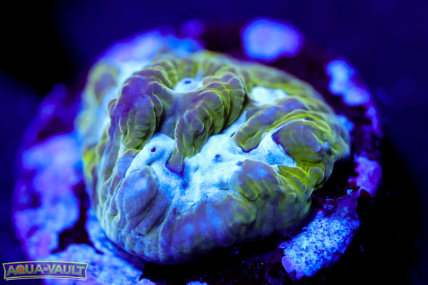 Flubber Favia
