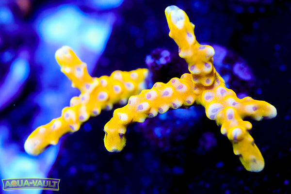 RRC Golden Rod Anacropora