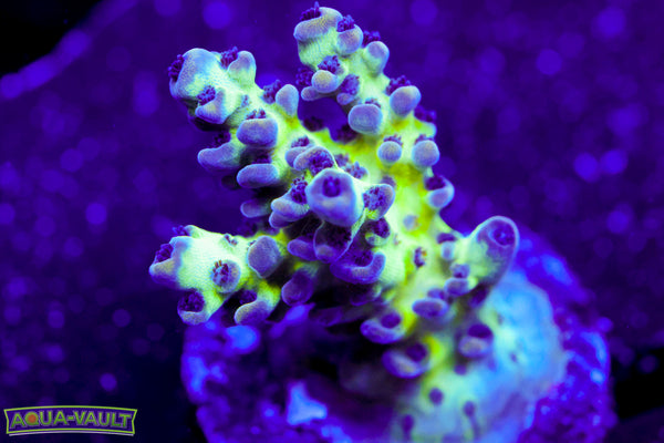 ORA Pearlberry Acro