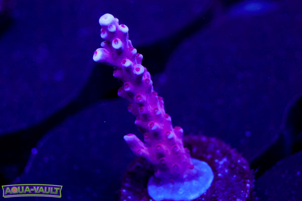 BC Space Laser Acro