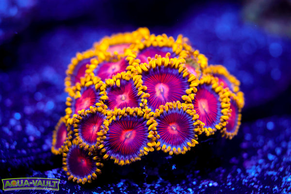 CC Super Saiyan Zoa