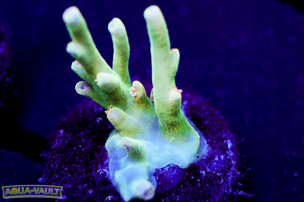Raising Reef Gooseberry Speciosa