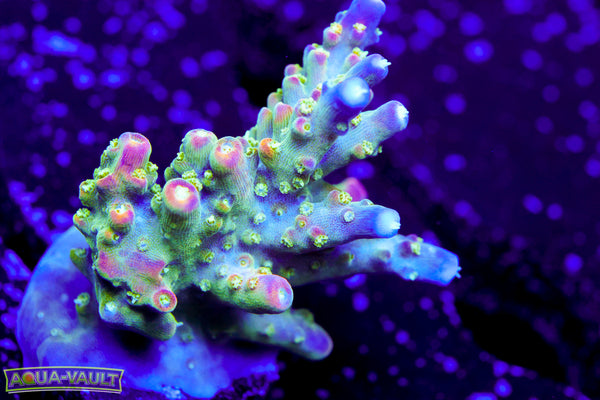 JF Shocktart Acro