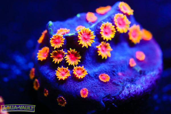 WWC Bizarro Cyphastrea