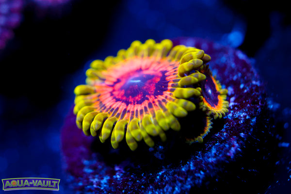OG Hallucination Zoa