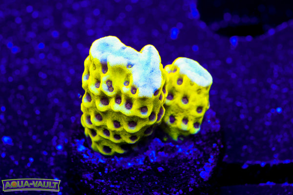 Neon Spongodes