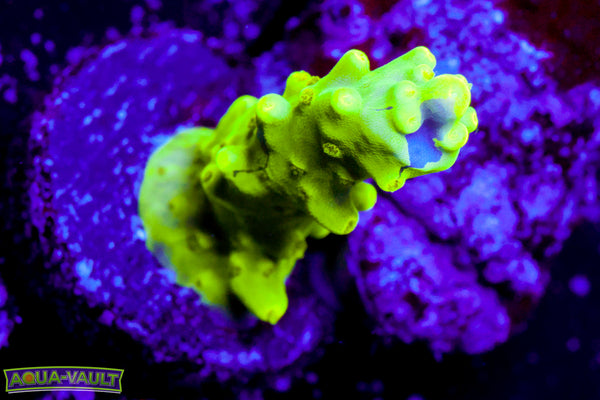 UW Oompa Loompa Splice Acro