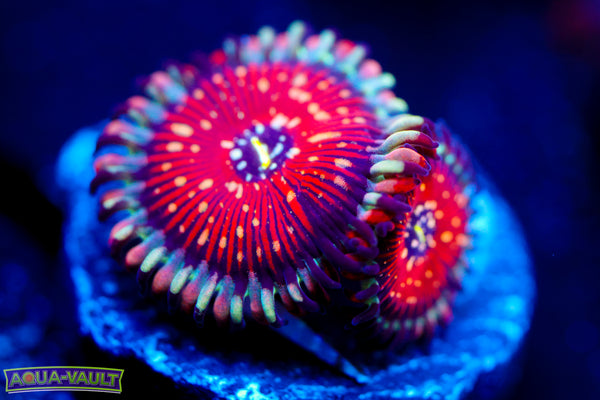 Salted Agave Zoa