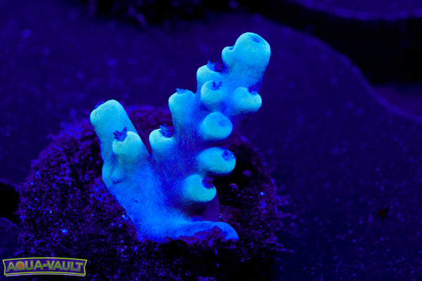 Oregon Tort Acro