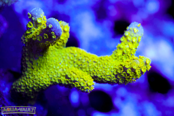 Green Digitata