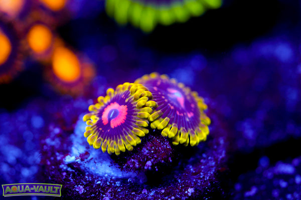 Scarlet Fever Zoa