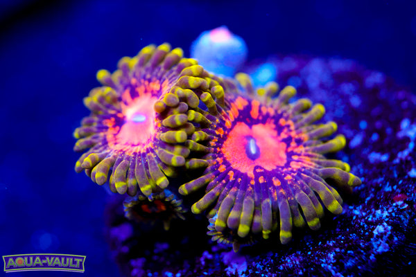 Marvin the Martian Zoa