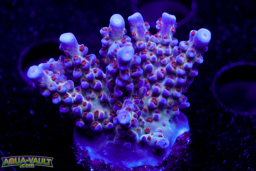 ARC Fireworks Acro