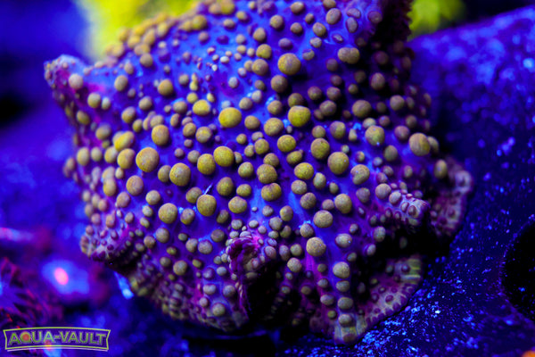 Lava Lamp Mushroom