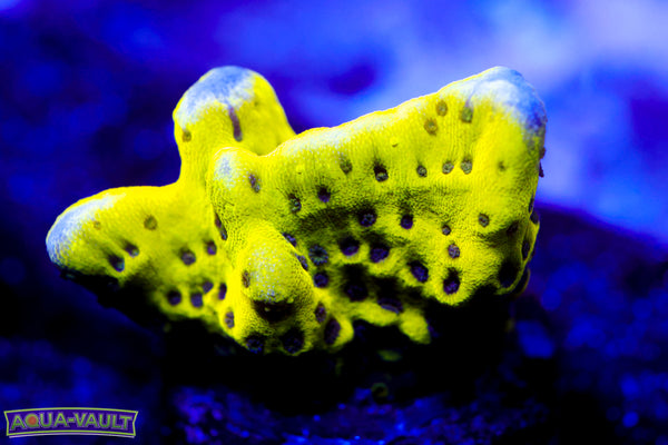 Neon Spongodes