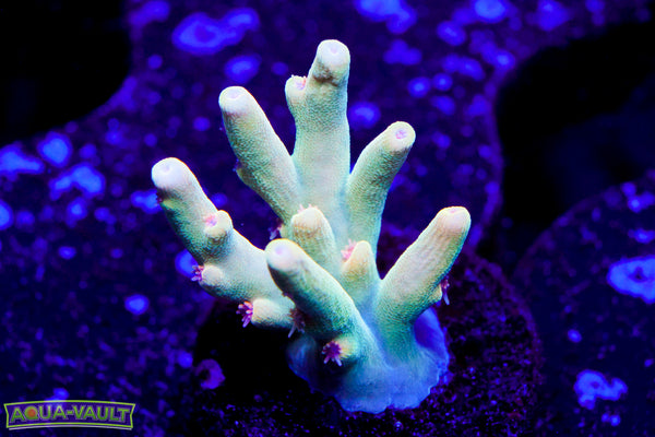 Raising Reef Gooseberry Speciosa