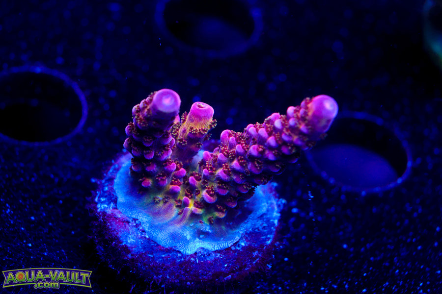 PC Rainbow Acro