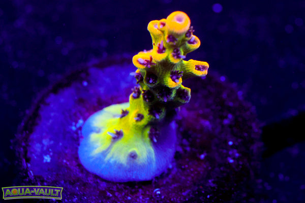 Tyree Pink Lemonade Acro
