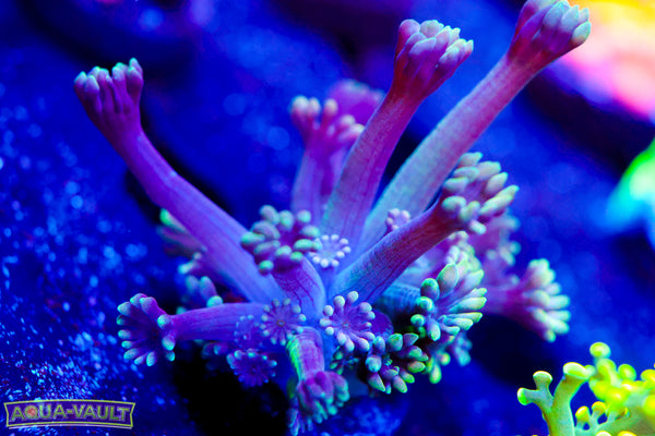 CV Holographic Black Alveopora