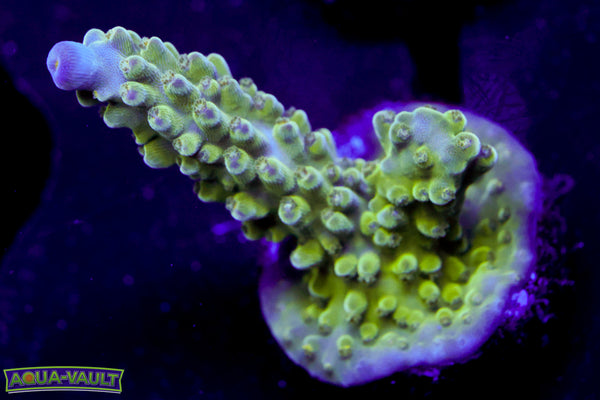 Tricolor Valida Acro
