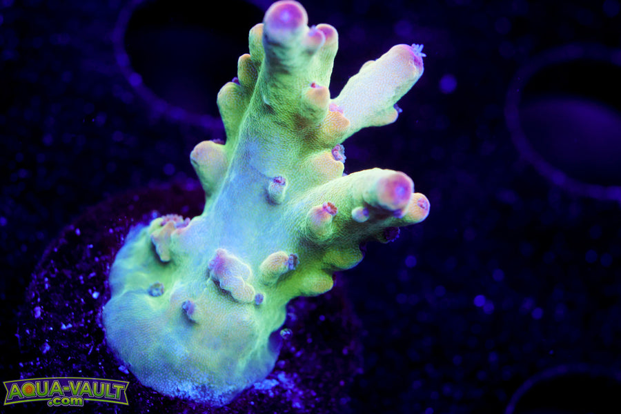 RMF Red Gecko Acro
