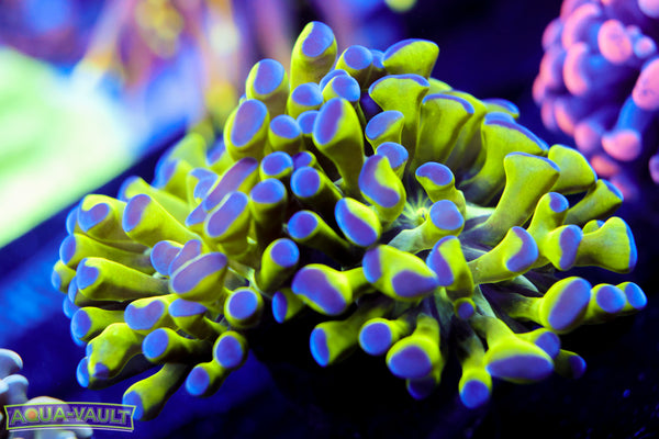 Purple Tip Branching Hammer