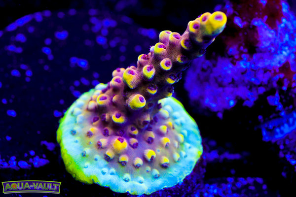 CV Jackfruit Acro