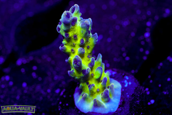 ORA Pearlberry Acro
