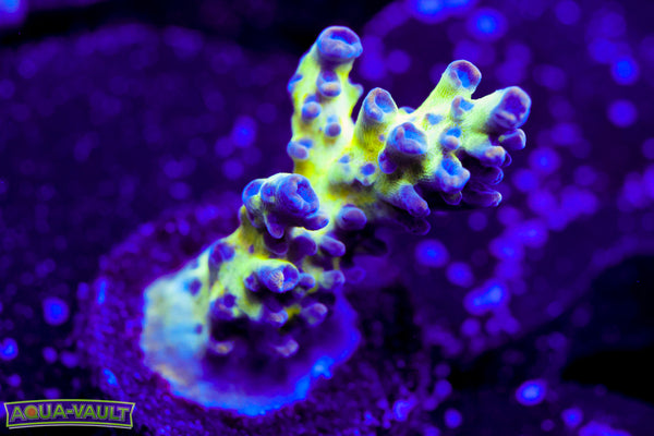 ORA Pearlberry Acro