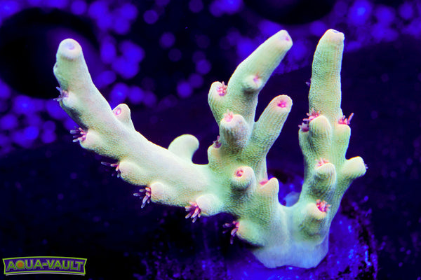 Rasing Reef Gooseberry Speciosa Acro