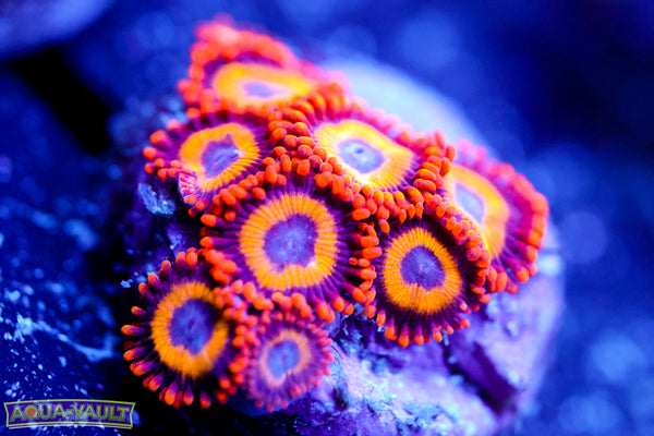 Fruit Loops Zoa