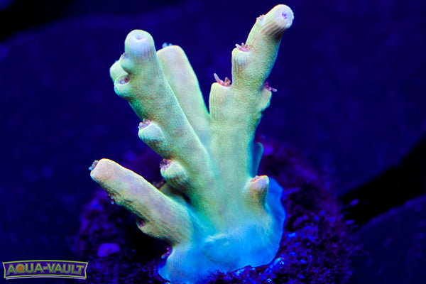 Raising Reef Gooseberry Speciosa