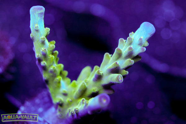 Tricolor Valida Acro