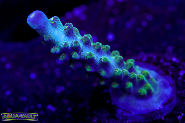 Tricolor Valida Acro