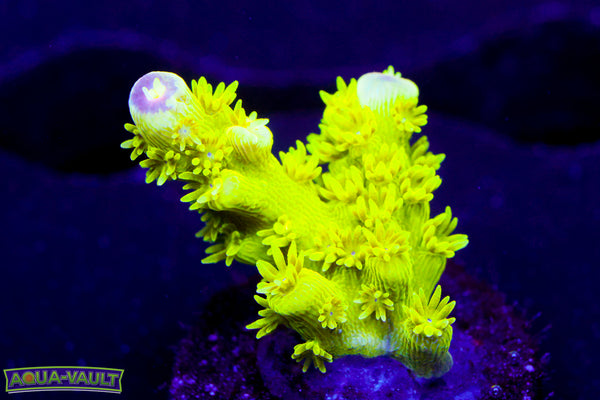 AV99 Orange Crush Acro