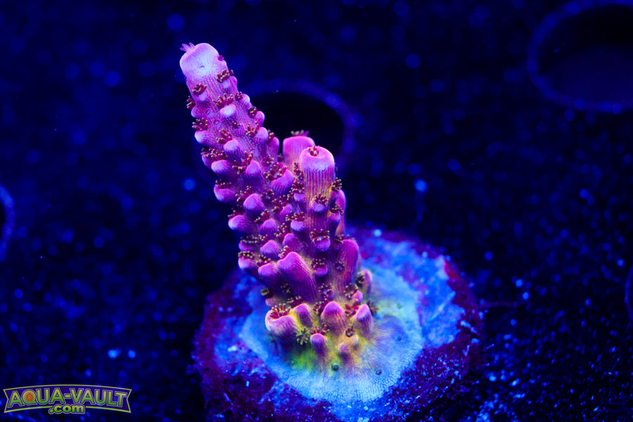 PC Rainbow Acro