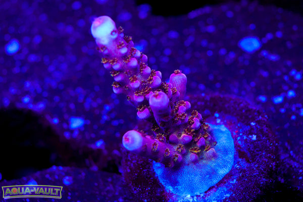 PC Rainbow Acro