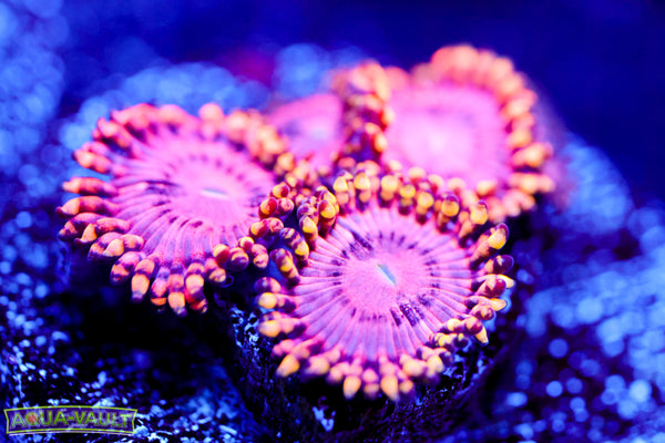 Koala Eye Zoa