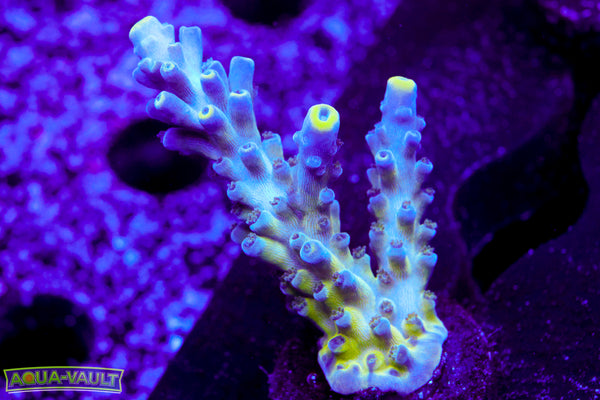 Nick's Purple Passion Acro
